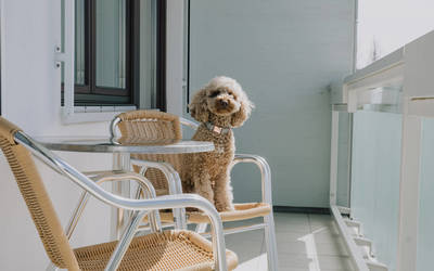 Hund am Balkon im Hundezimmer bei einem Kuraufenthalt im Reduce Gesundheitsresort