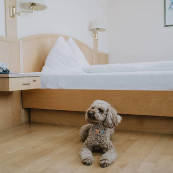 Hund im Hundezimmer eines Kurhotels des Reduce Gesundheitsresorts